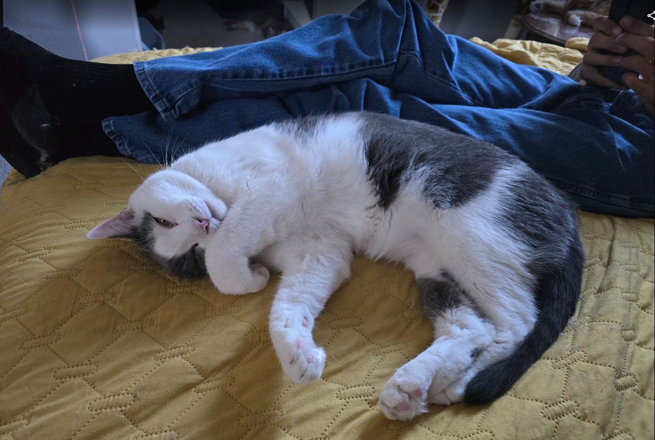 Masaya enjoying a cuddle